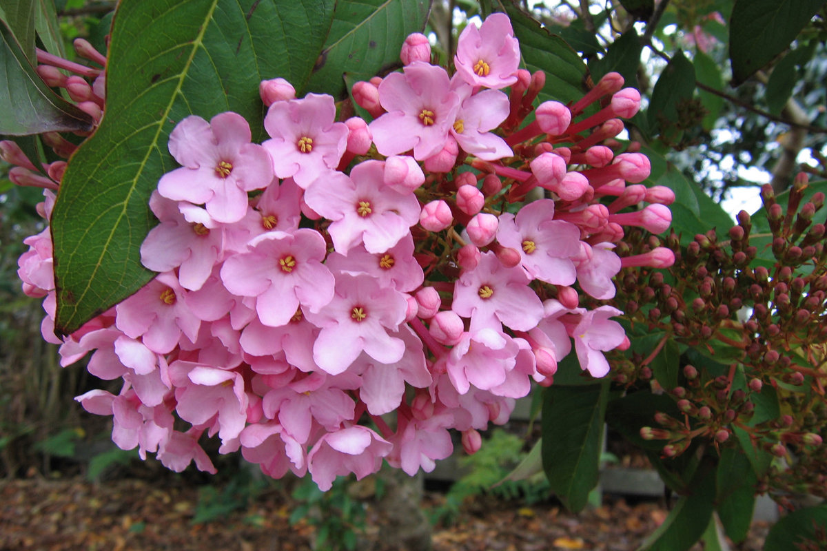 Luculia gratissima Early Dawn (7) ABG.jpg